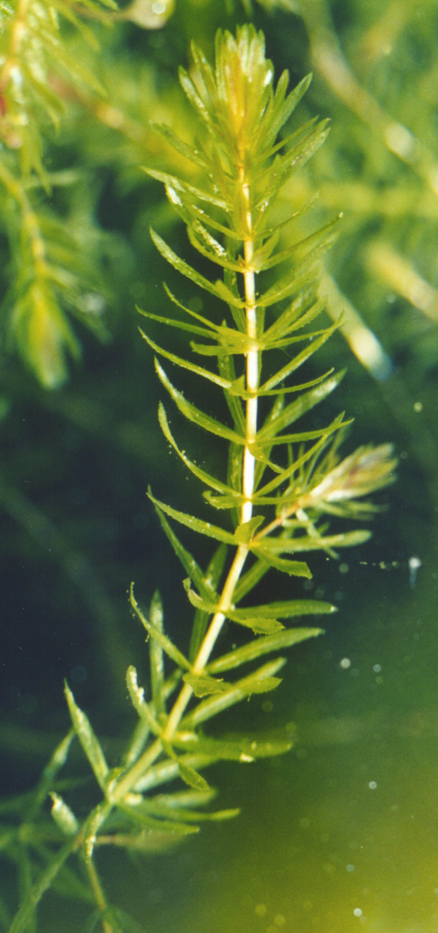 hydrilla aquatic verticillata grow edu stem leaves royle scientific freshwater shakeology around ecology