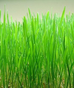 Barley Grass-What is in Shakeology?
