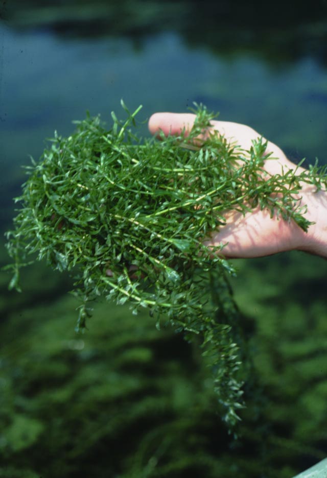 Hydrilla – What is in Shakeology?