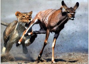 lion and gazelle, gazelle and lion, 