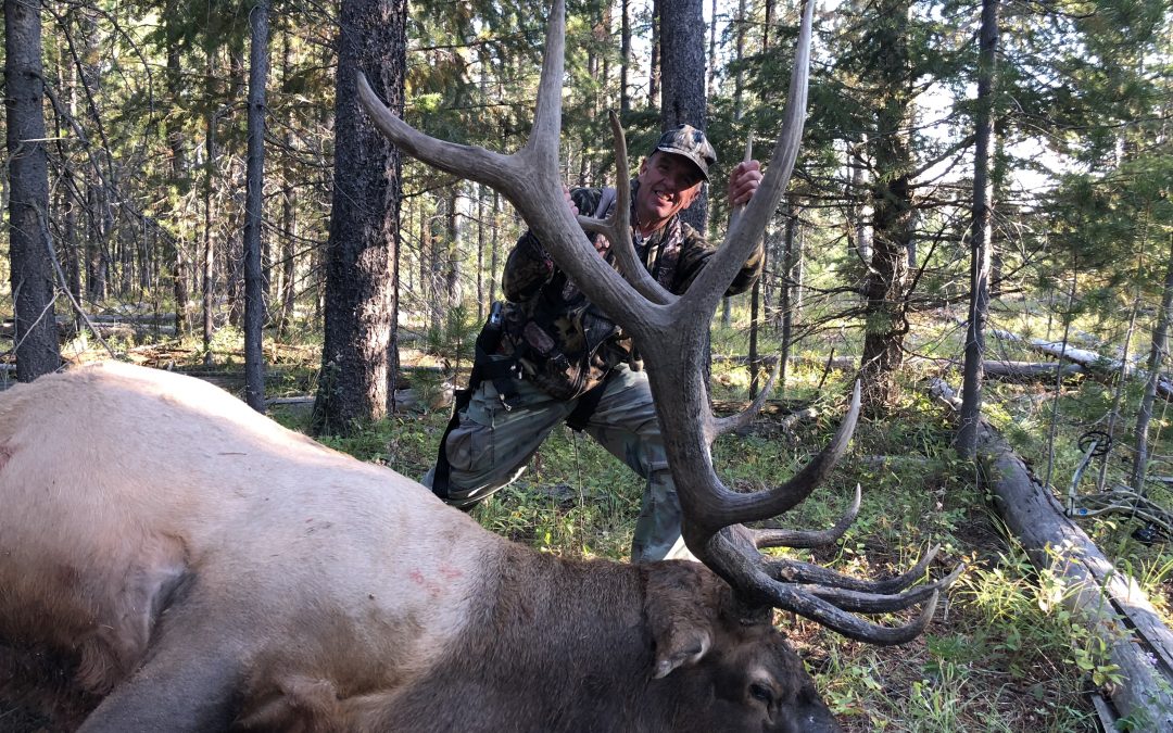 2018 archery elk kill, tree stand elk, kill shot elk