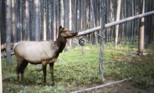 2018 archery elk, cow elk archery, bull elk archery, call elk archery, idaho elk archery 