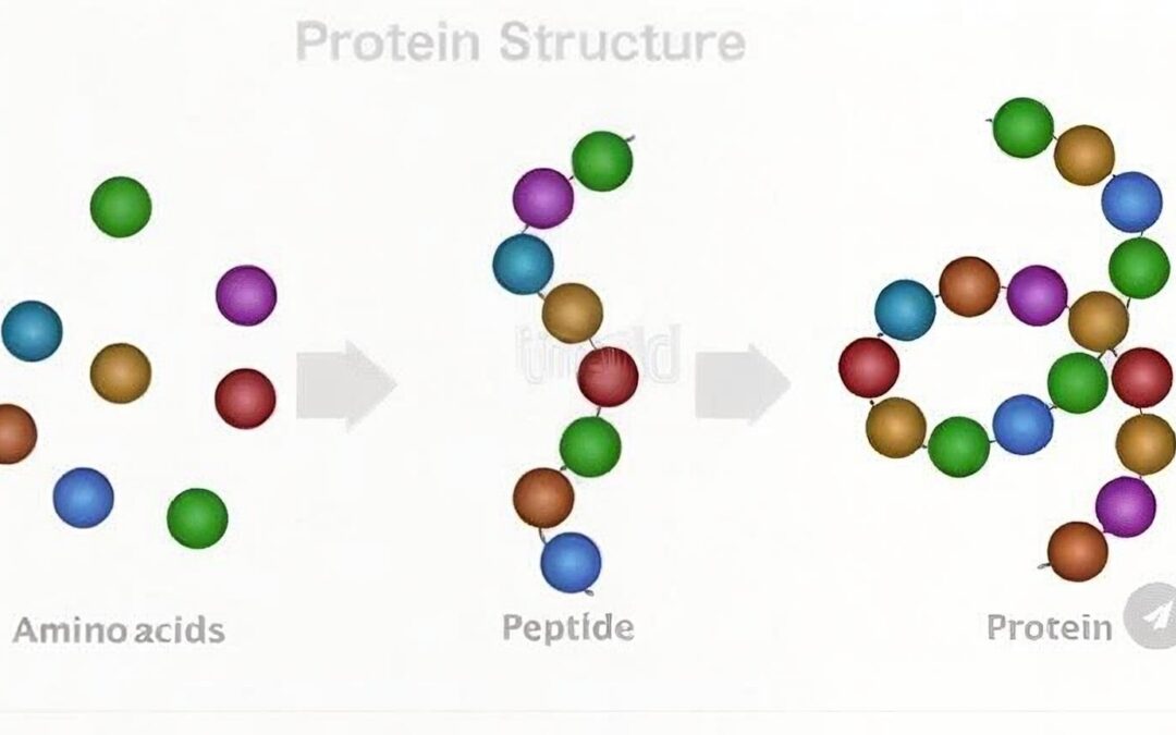 Synthetic vs Natural Peptides